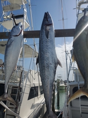 Scomberomorus cavalla