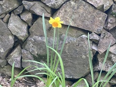 Narcissus tazetta