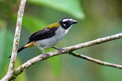 Saltator atripennis