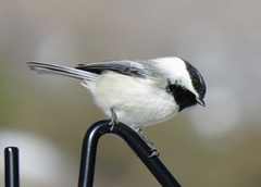 Poecile atricapillus × gambeli