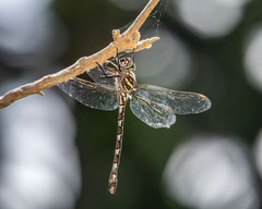 Austroaeschna unicornis