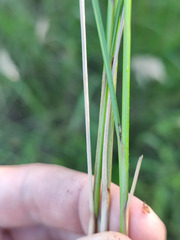 Carex lasiocarpa