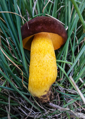 Boletus auripes