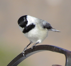 Poecile atricapillus × gambeli