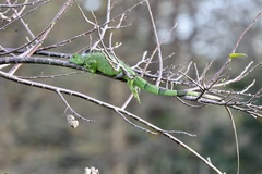 Iguana iguana