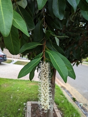 Buckinghamia celsissima