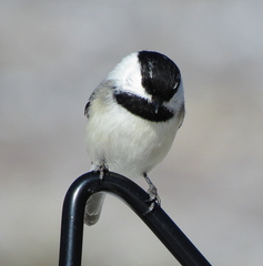 Poecile atricapillus × gambeli