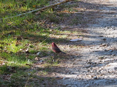 Carpodacus formosanus