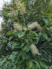 Buckinghamia celsissima