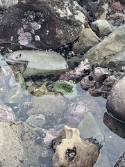 Anthopleura xanthogrammica