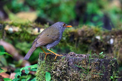 Catharus aurantiirostris