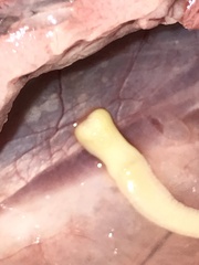 Cestoda