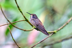 Colibri delphinae