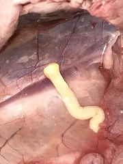 Cestoda