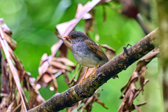Catharus aurantiirostris