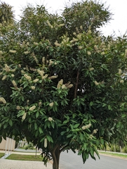 Buckinghamia celsissima