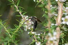 Zaspilothynnus seductor