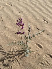 Astragalus magdalenae