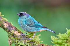 Chalcothraupis ruficervix