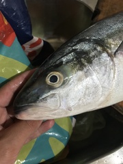 Seriola lalandi