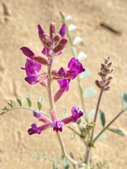 Astragalus magdalenae