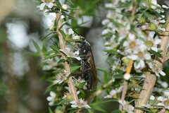 Zaspilothynnus seductor