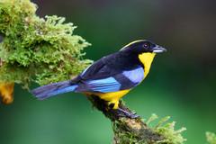 Anisognathus somptuosus