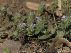 Nelsonia canescens