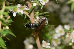 Zaspilothynnus seductor