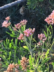 Tessaria absinthioides