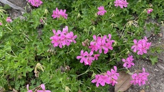 Linanthus californicus