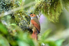 Cranioleuca erythrops