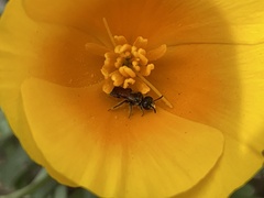 Micralictoides ruficaudus