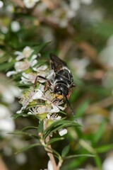 Zaspilothynnus seductor