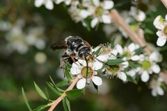 Zaspilothynnus seductor