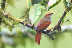 Cranioleuca erythrops