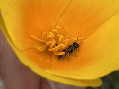 Micralictoides ruficaudus