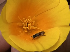 Micralictoides ruficaudus