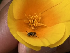 Micralictoides ruficaudus