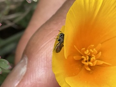 Micralictoides ruficaudus