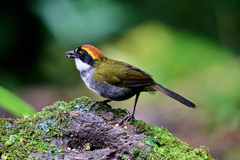 Arremon brunneinucha