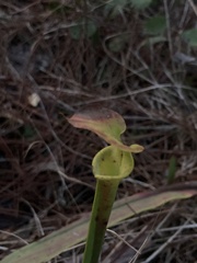 Sarracenia