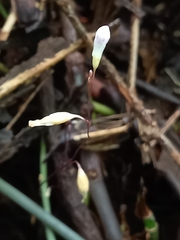 Apteria aphylla