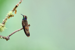Colibri delphinae
