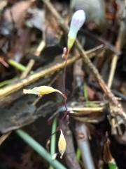 Apteria aphylla