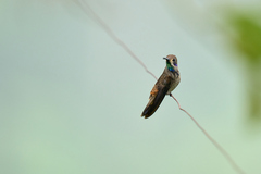 Colibri delphinae