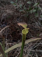 Sarracenia