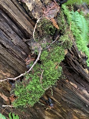 Claopodium crispifolium