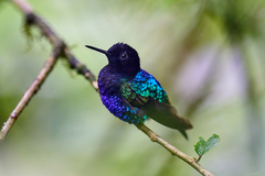 Boissonneaua jardini