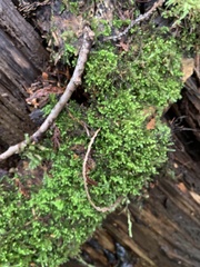 Claopodium crispifolium